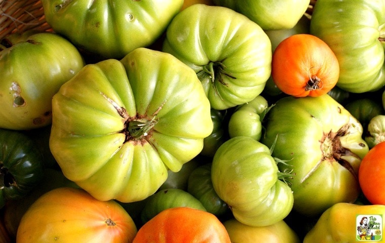 A bunch of green tomatoes to make green tomato ketchup.