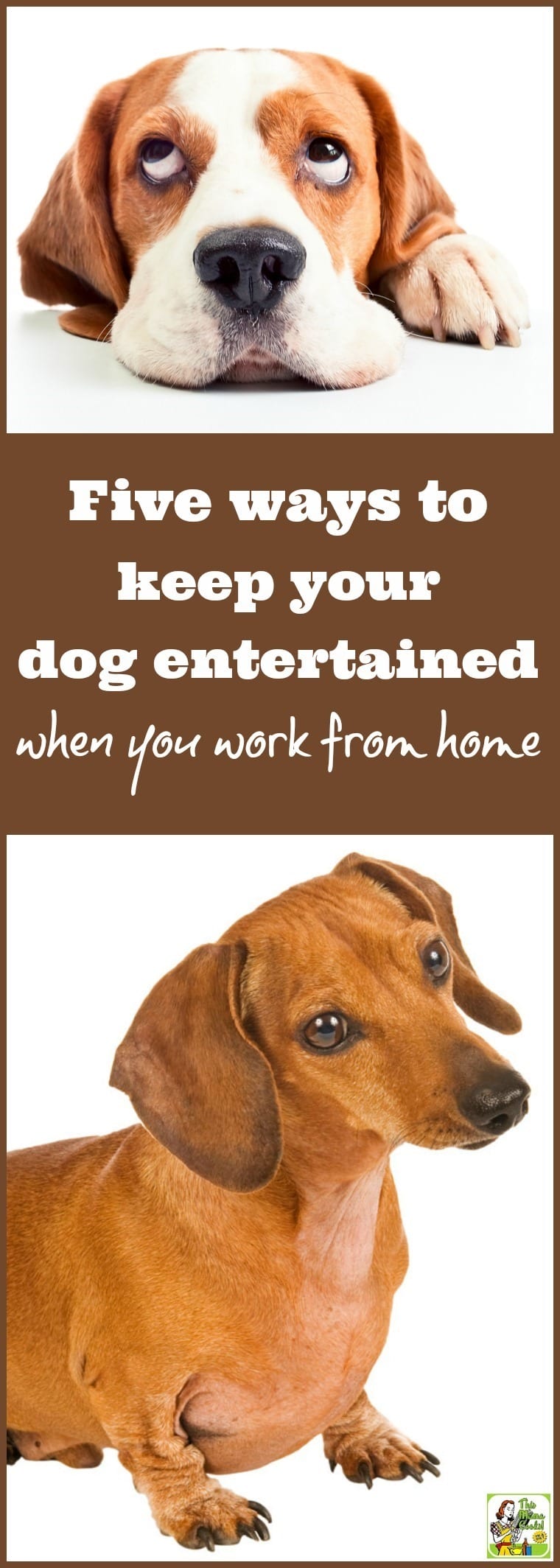 Do you work from home and wonder, “How can I keep my dog entertained all day?” Keeping your puppy entertained is important so she doesn’t misbehave out of boredom. Same with your adult or senior dogs, too. Here are 5 ways to keep your dog entertained when you work from home. Tips include playing with dog entertainment toys. Or trying an Orapup Dog Breath Brush session with Orapup Dog Breath Lickies Liquid.